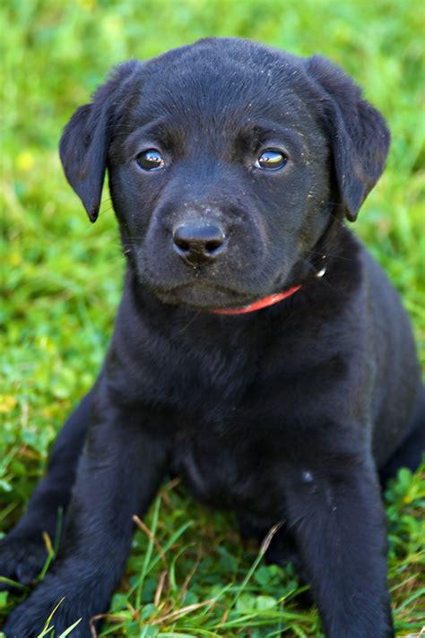 8 week old black labrador|puppy training tips 8 weeks.